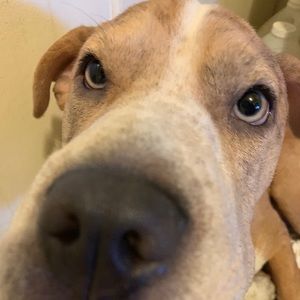 Meet your Posher, Sophia